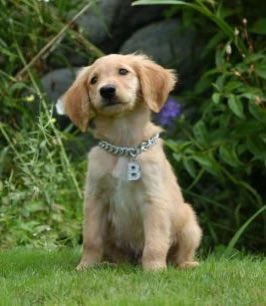 sharonvape's tweet photo. fun fact he also voiced b dawg the wigger dog in air buddies https://t.co/6jjC8MkNZb