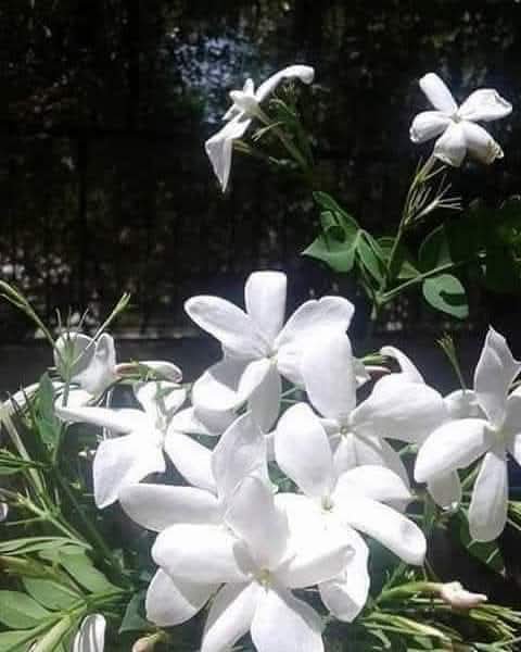 mohand1936's tweet photo. زهور الياسمين دافئة ....
كأنها لمساتُ أم .....مليئة بالآمان ....
فقط إسمها وحروفها الجميلة تُشعركَ بهالةٍ من الكِبريَاء والتميز.، رائِعه فِي جميع صفاتها الحلوة . https://t.co/hXTk5G38tc