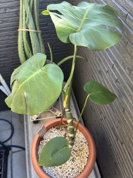 A potted Monstera deliciosa plant sits on a tiled floor next to a glass door, featuring large green leaves with characteristic splits, planted in terracotta with small white pebbles.