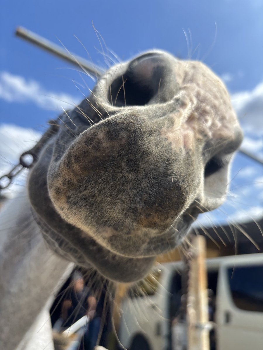 umaknit's tweet photo. 青空×タカラスノーウェーブくんが美しい🐴💙

のんびり日向ぼっこ中、大きくて綺麗な瞳を撮っていたのですが、グイグイカメラに寄ってきていつのまにかお鼻の写真ばかり🐽笑

①ぽけ〜
②ん？何してんだこいつ？(ギョロ👀)
③おやつでもくれるの？(圧) https://t.co/QHjROZLHOn