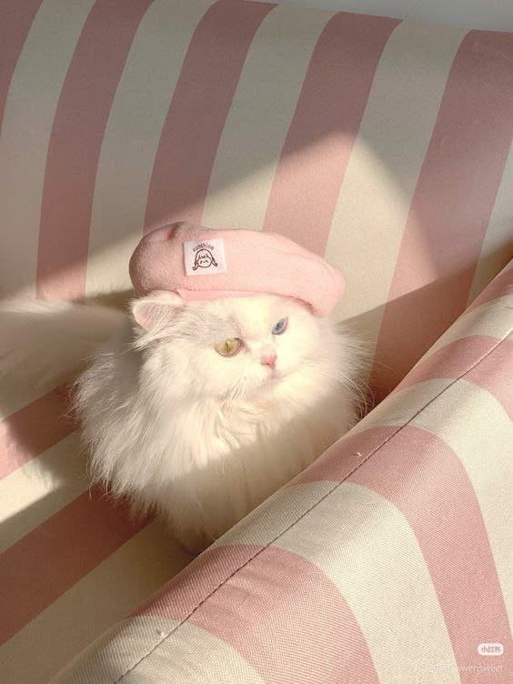 insperarise's tweet photo. fluffy cat in beret 🐱 https://t.co/JJxaUJntSD