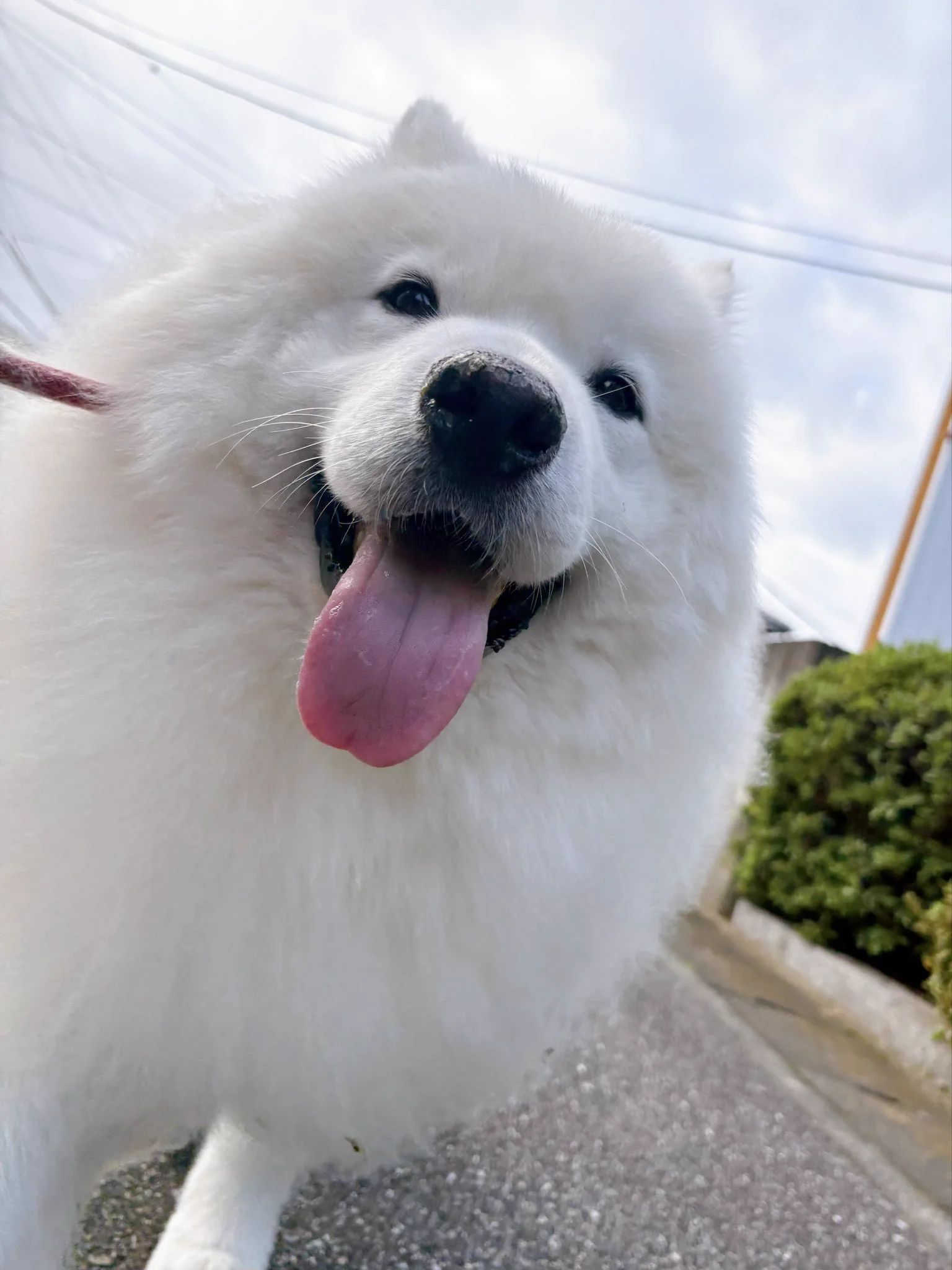 サモエドのサニー (@samoyedsunny) / X