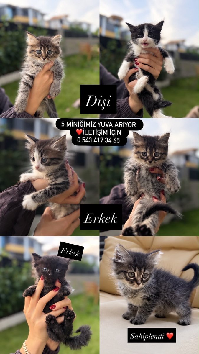 womanchildanima's tweet photo. Seç beğen al ilan🐾 https://t.co/hilUnCDKae