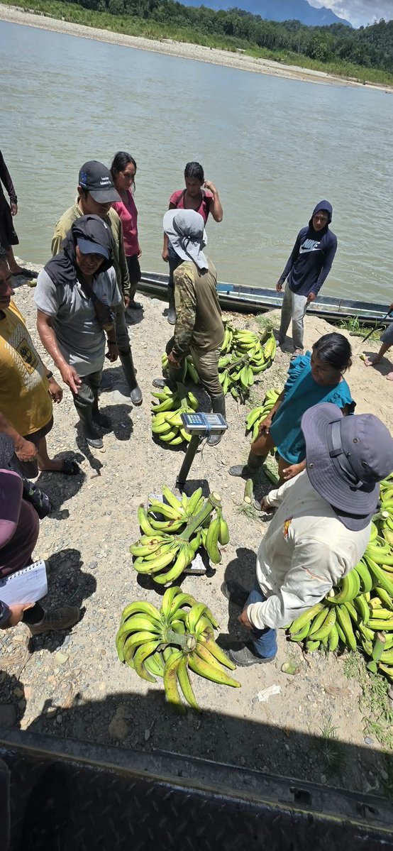 Agricultura_CZ2's tweet photo. #Napo | ¡Más oportunidades para nuestros productores!

16 productores de Chonta Punta y Ahuano comercializaron 3,5 toneladas de plátano barraganete verde a la empresa privada.

🤝 Los enlaces comerciales fortalecen el acceso a mercados. https://t.co/vPLergUqSy