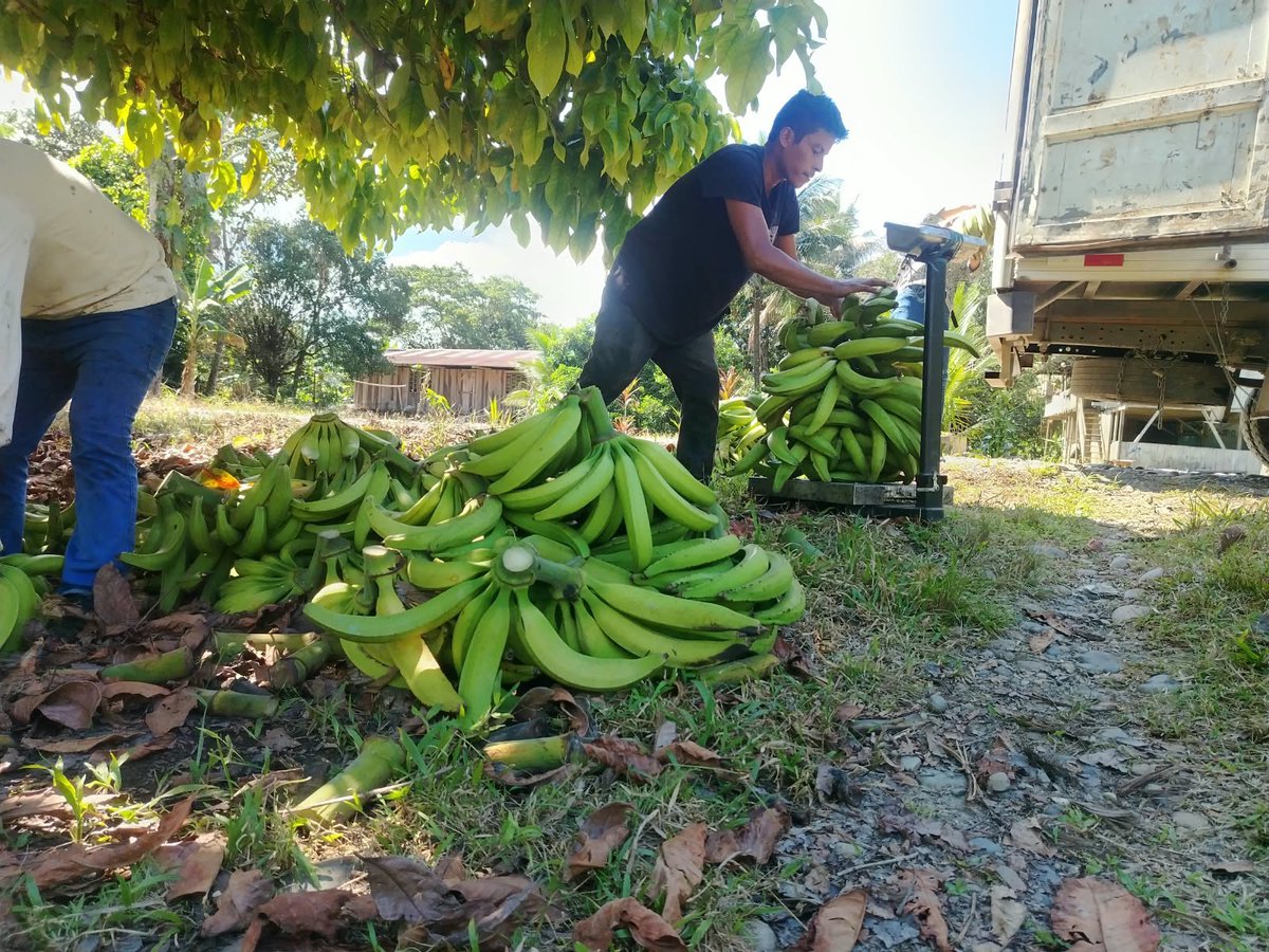 Agricultura_CZ2's tweet photo. #Napo | ¡Más oportunidades para nuestros productores!

16 productores de Chonta Punta y Ahuano comercializaron 3,5 toneladas de plátano barraganete verde a la empresa privada.

🤝 Los enlaces comerciales fortalecen el acceso a mercados. https://t.co/vPLergUqSy