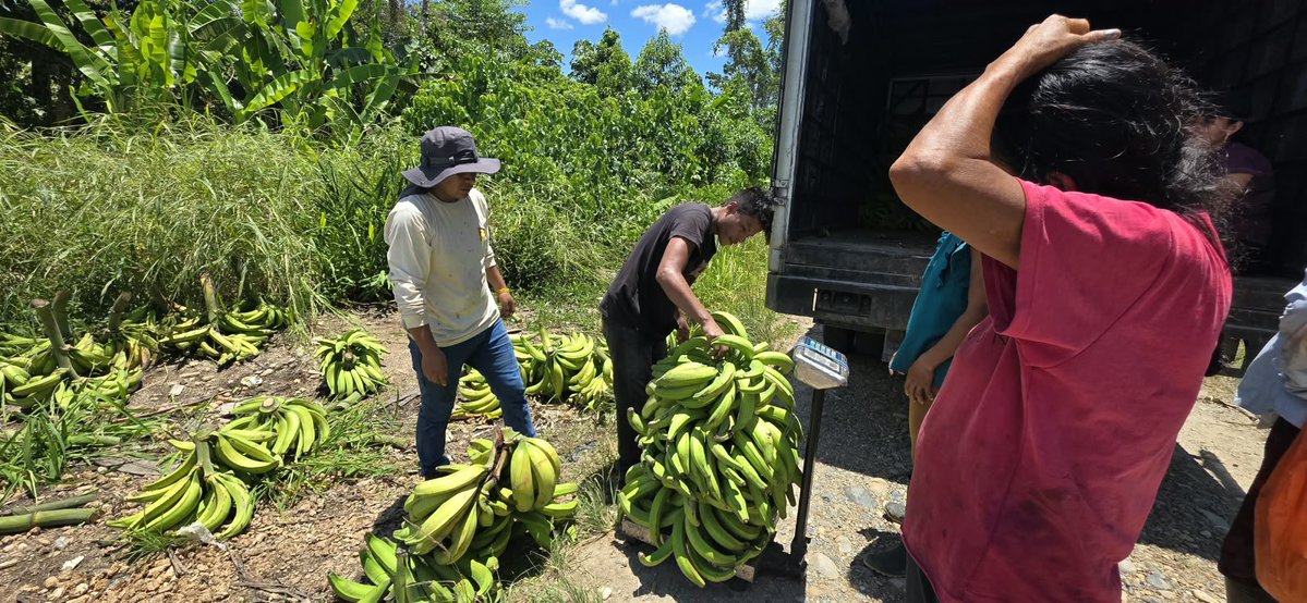 Agricultura_CZ2's tweet photo. #Napo | ¡Más oportunidades para nuestros productores!

16 productores de Chonta Punta y Ahuano comercializaron 3,5 toneladas de plátano barraganete verde a la empresa privada.

🤝 Los enlaces comerciales fortalecen el acceso a mercados. https://t.co/vPLergUqSy
