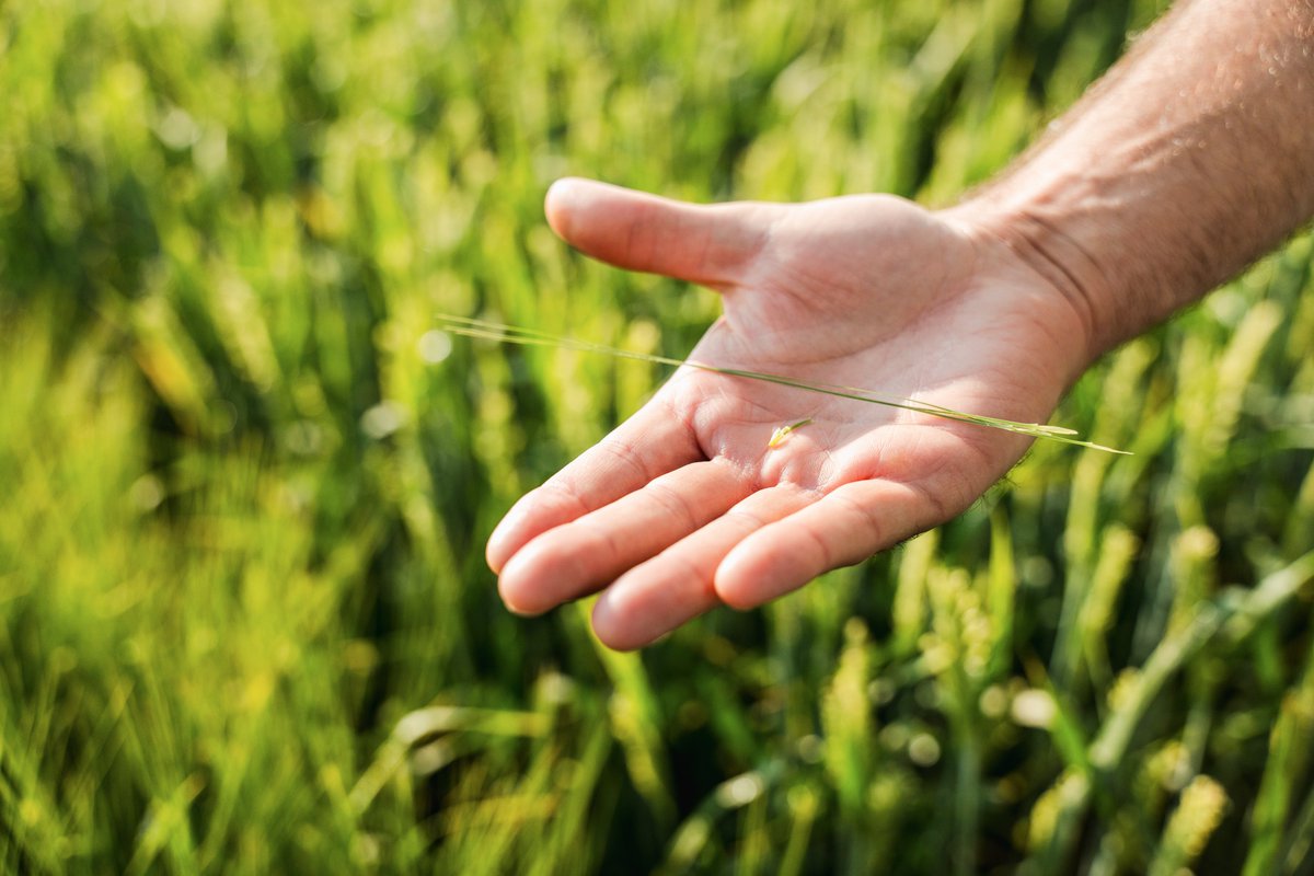 CDC_USask's tweet photo. Meet the next generation of feed barley: CDC Dillinger and CDC Harness.
Less disease! Less lodging! More resilience! More profit!
#cdnag #plantbreeding #saskag #agresearch https://t.co/kjkYILdR31