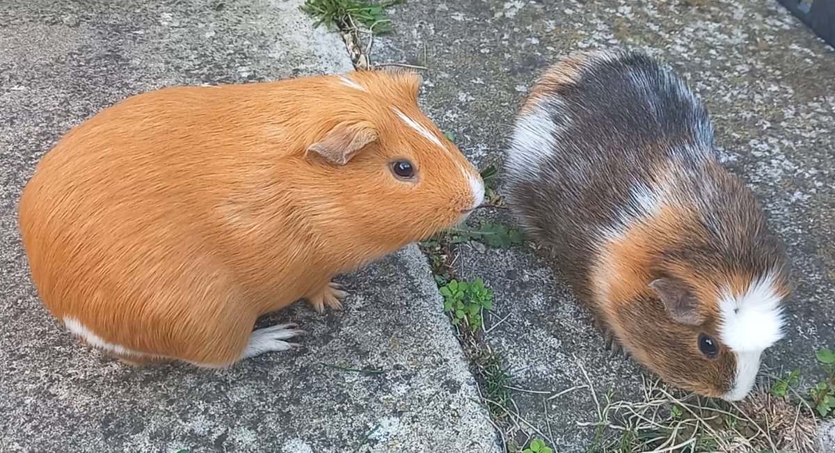 LiklFluffDragon's tweet photo. Perfect piggie's
https://t.co/G9SecZwUe0 https://t.co/HD8asX5wCH