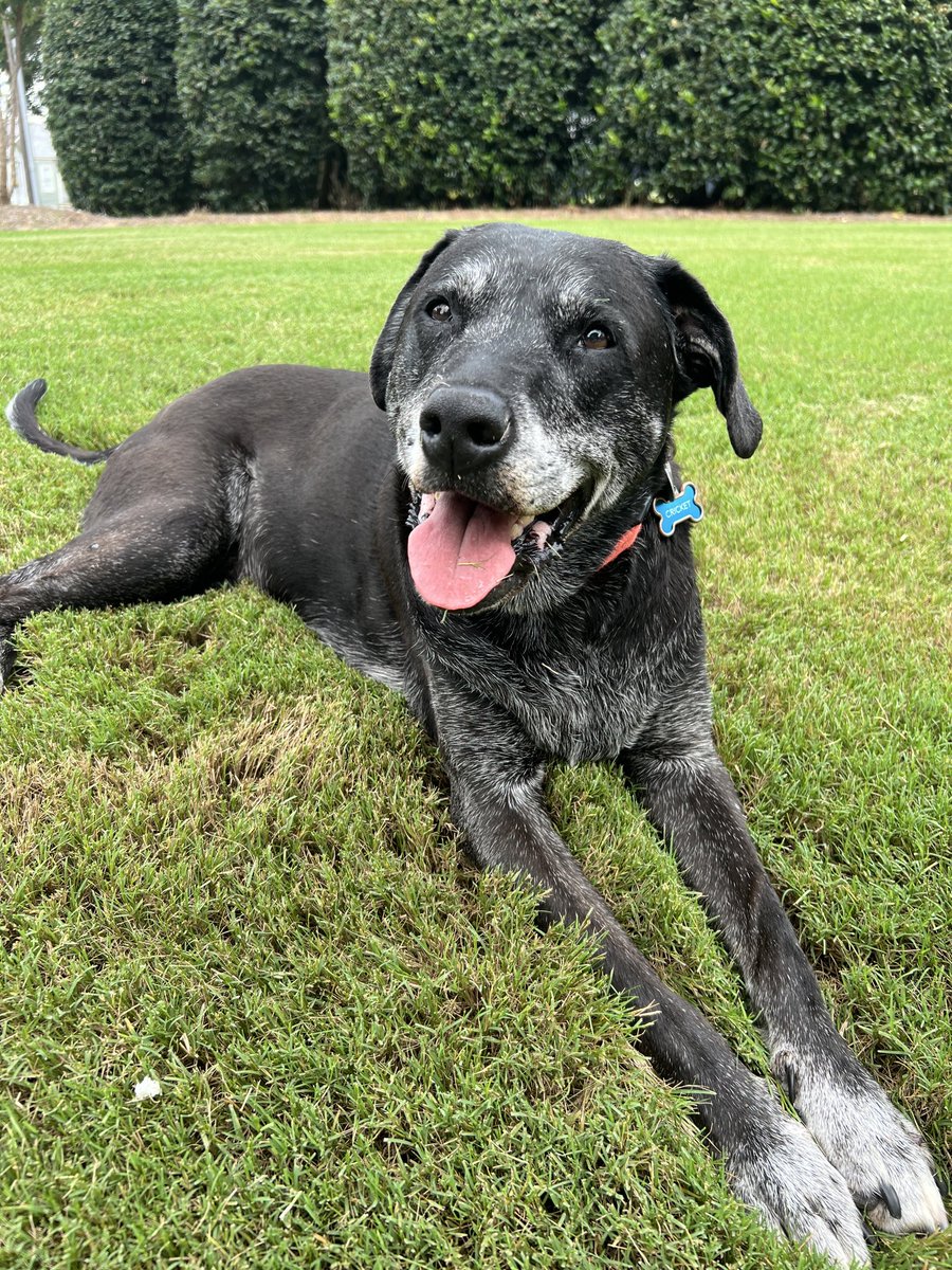 mercerpastprez's tweet photo. Cricket was as good a dog as there ever was.  She was sweet, kind, gentle, fun and loyal. She befriended generations of Mercer students living more than a decade on campus.  We will miss her. https://t.co/LEJ7nXlZCQ