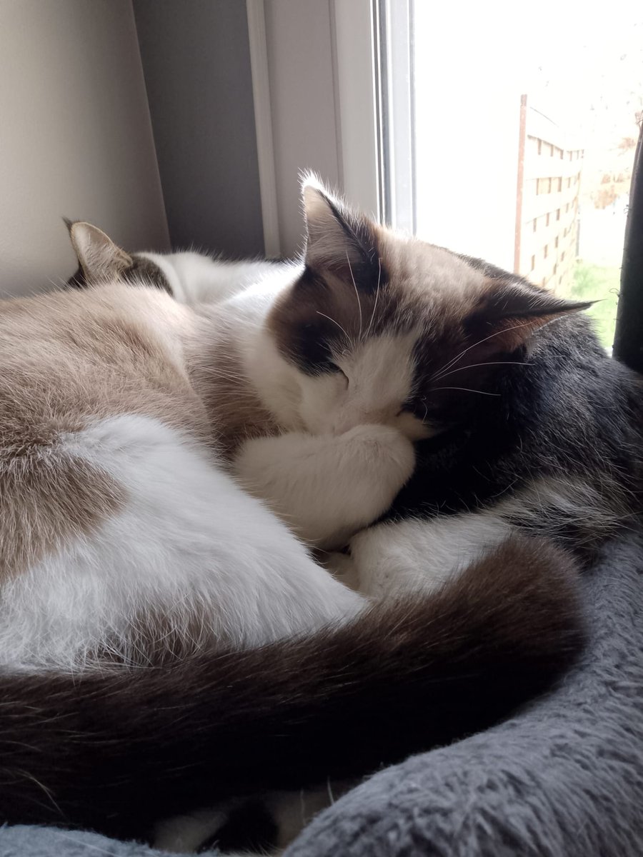 tsuki7b's tweet photo. meow https://t.co/o2vMxieYuy