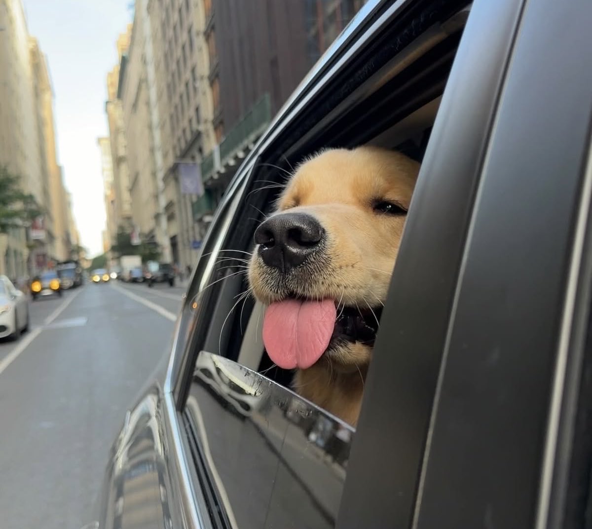 GLDN_DOG's tweet photo. When you ride with $GLDNDOG , you earn @orogoldapp solana:GoLDppdjB1vDTPSGxyMJFqdnj134yH6Prg9eqsGDiw6A for holding, then you can stake that GOLD for 3-4% APY. It’s a win win win 🐶💛🏆 https://t.co/baGaxvP9X4