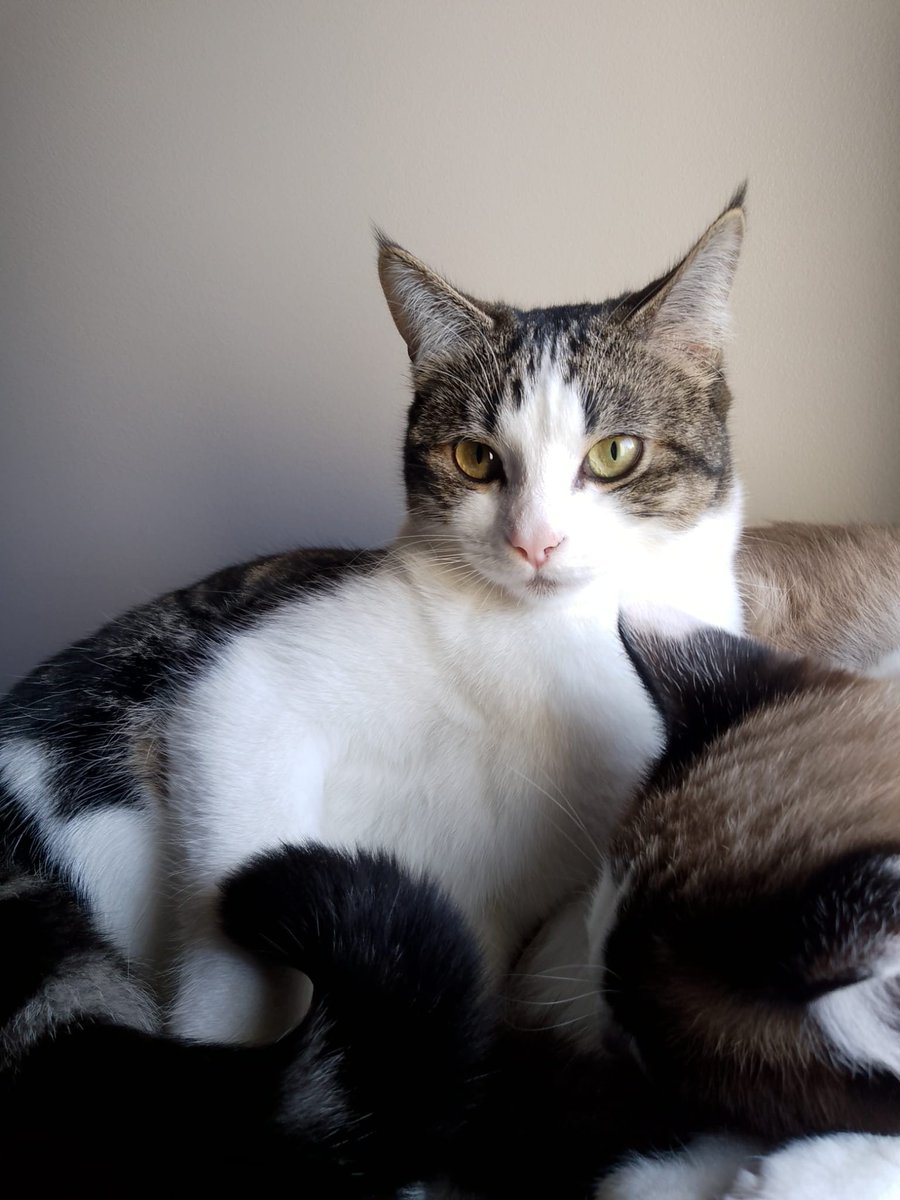 tsuki7b's tweet photo. meow https://t.co/o2vMxieYuy
