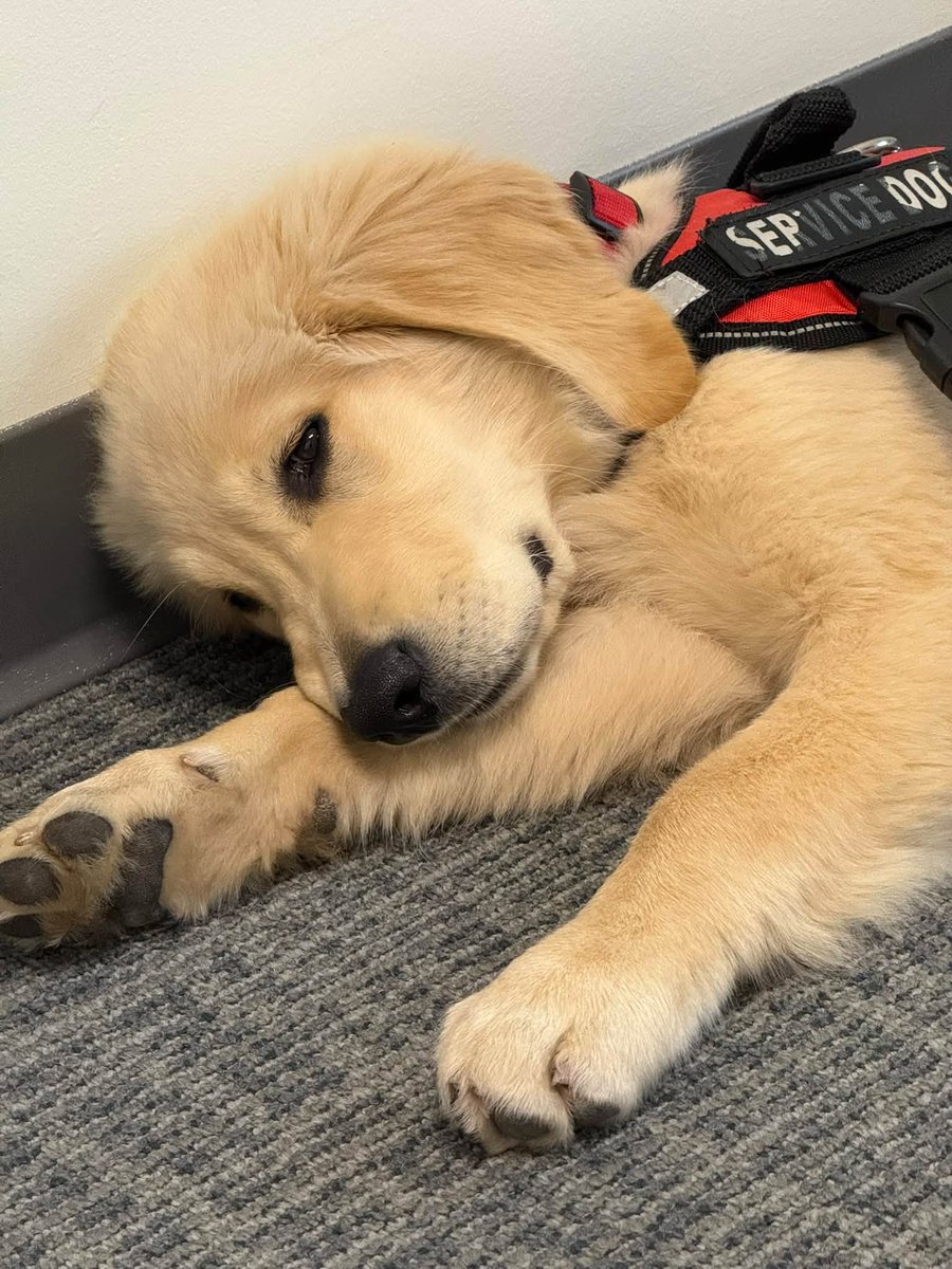 ECADServiceDogs's tweet photo. Monday motivation from pup in training Blackjack: show up, settle in, and enjoy the small things (like a good bone). #ECADServiceDogs #MondayMotivation https://t.co/oghb7z6PtV