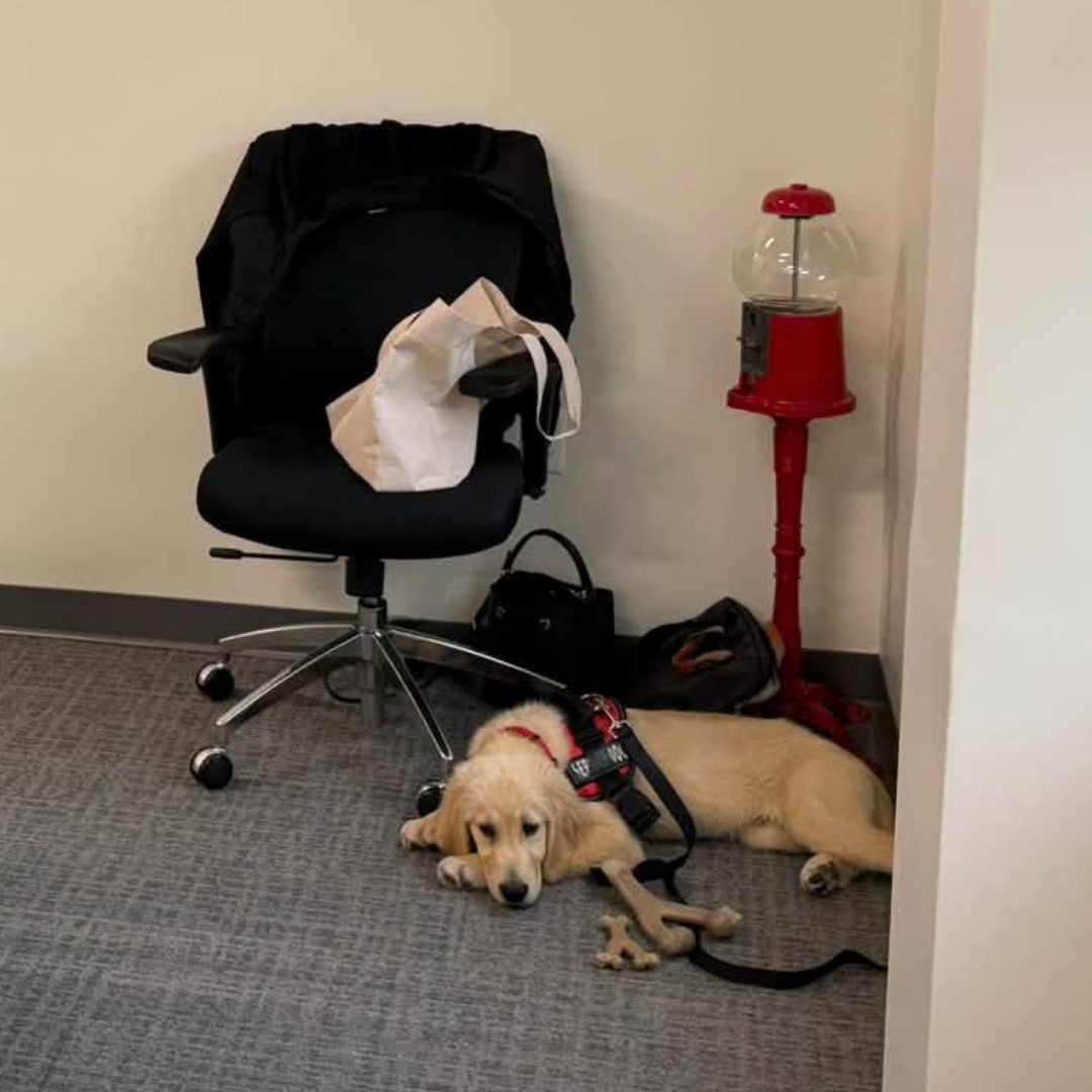 ECADServiceDogs's tweet photo. Monday motivation from pup in training Blackjack: show up, settle in, and enjoy the small things (like a good bone). #ECADServiceDogs #MondayMotivation https://t.co/oghb7z6PtV