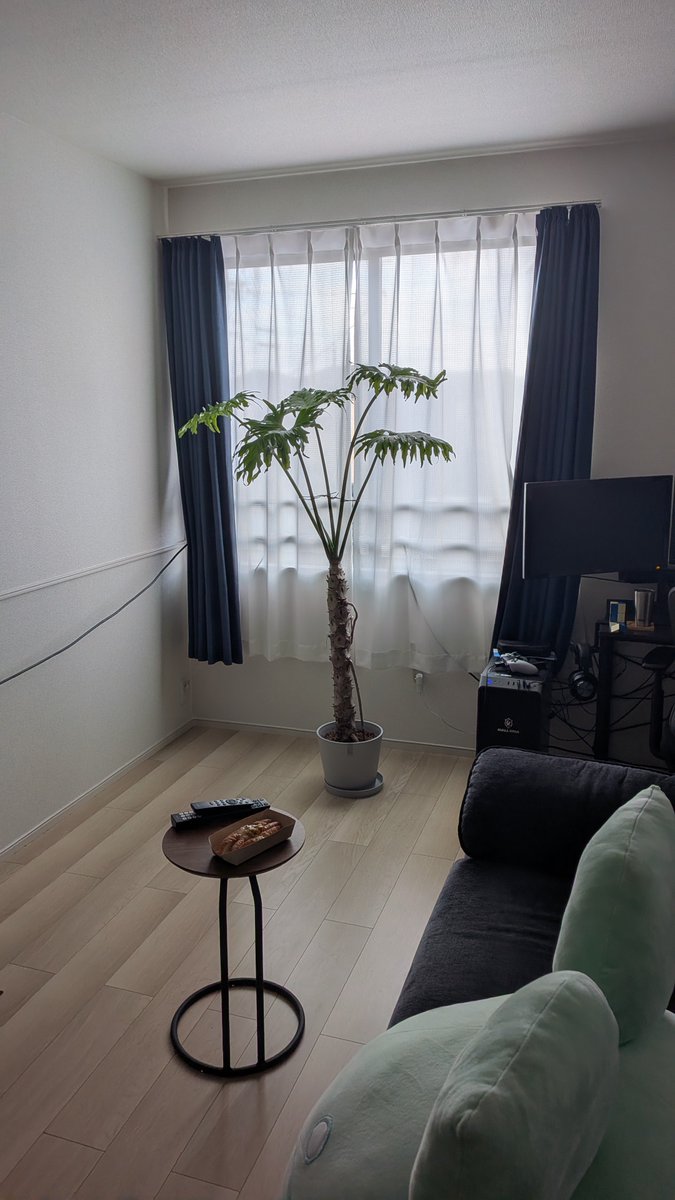 cafe4916's tweet photo. 朝起きたらデカ植物くんがいる
なんか癒されるかも https://t.co/4mb7nz0EGr