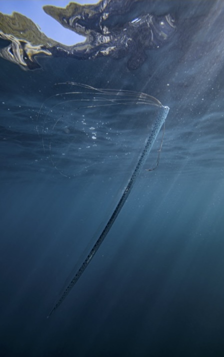 IchsAndHerps's tweet photo. Dorsal-Fin Musculoskeletal System of Oarfishes (Regalecidae): Fin Rays as Rotating Elements in an Undulatory System

by Afonso, Hilton, Shepherd, Koivikko, Peretz, Porri, Lunningham, K.E. Bemis, and W.E. Bemis

OPEN ACCESS DOI link: https://t.co/EzJha0CO0C https://t.co/77wJz8McuD