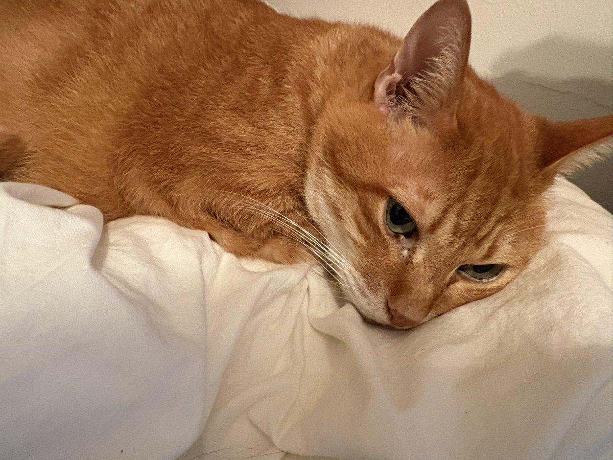 etoileplie's tweet photo. 今日は10月6日でトムの日だそうです
我が家のトムはそんなことお構いなしに、朝から私と喧嘩してふて寝中
#トムの日 https://t.co/iQEmBc8rLb