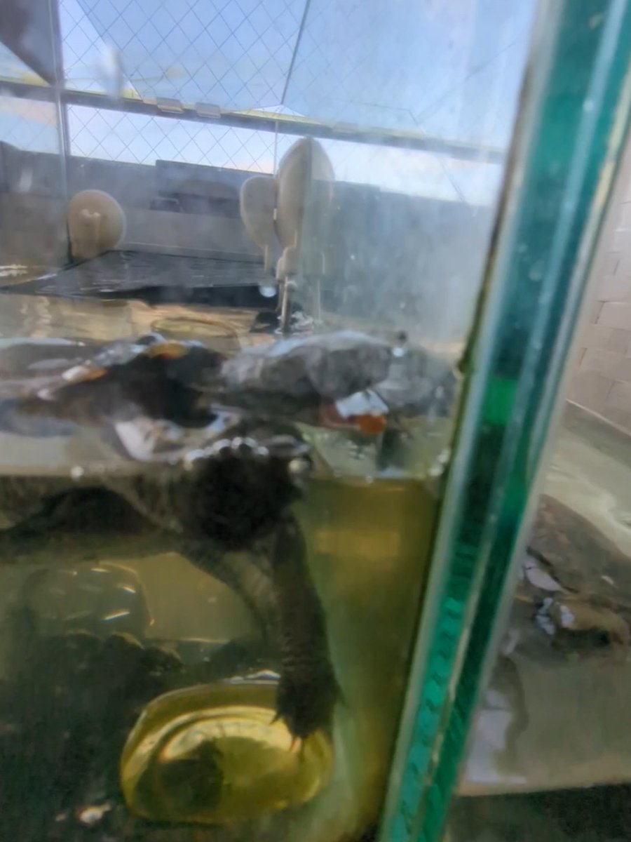 A murky underwater view inside what appears to be a tank or enclosure, with objects and debris visible through the water and a wire mesh ceiling above.