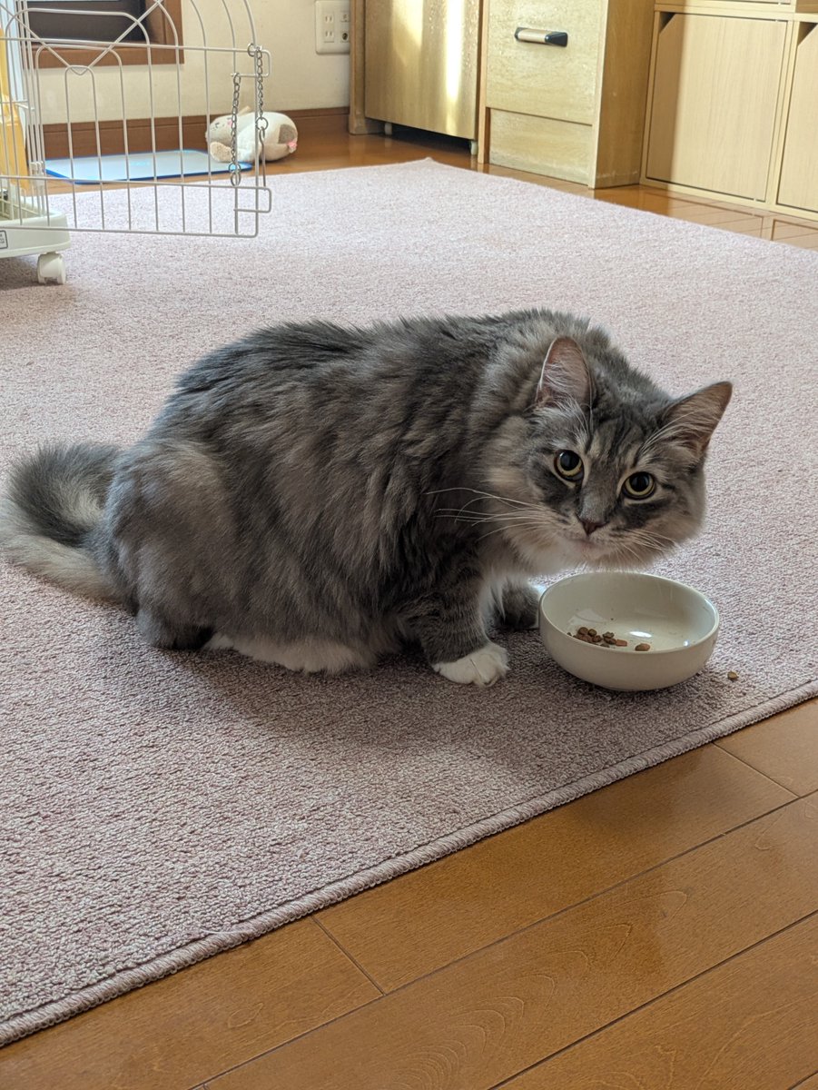 mon2mon2mon's tweet photo. 今朝のムギちゃん……お食事中 https://t.co/0YjCkpHM0g