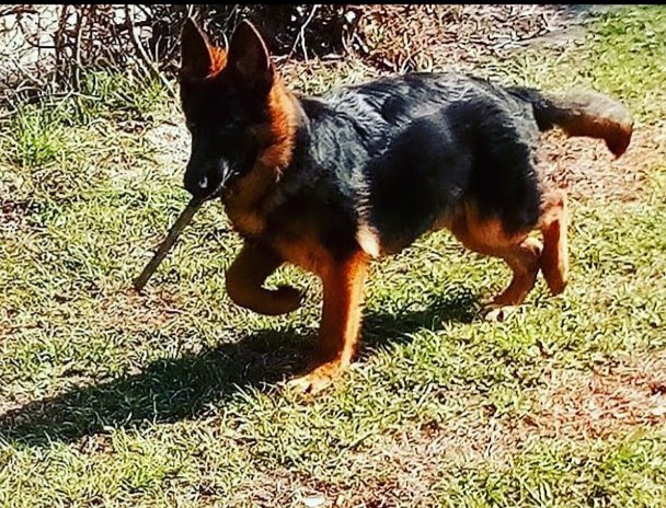 Patriots_k9_USA's tweet photo. @Patriots_k9_USA
K-9 Warriors Adam Von Zitherland
Training a Future World Championship
#Repost #Likes #Commets https://t.co/iZzGHwteM2