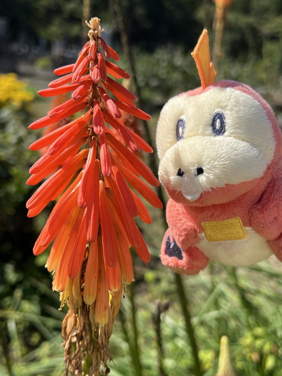 0441_0441's tweet photo. はじめてみたお花さん🥰🐊
トリトマさんっていうホゲね
#ホゲータ https://t.co/h2rTAeM5Pr