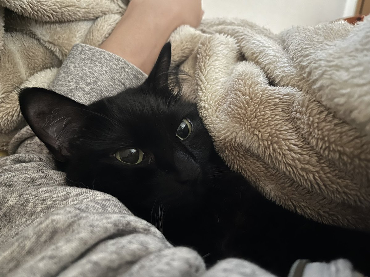 inchiki_nurse's tweet photo. 朝起きると知らない間に脇に収まっている猫を観測できる季節になった… https://t.co/wmcISHmwID