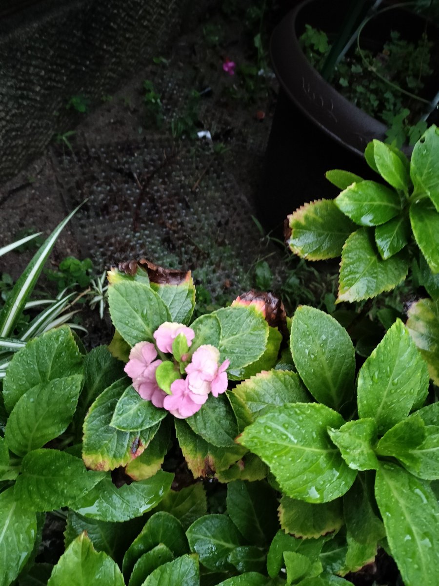 masamasa1's tweet photo. It’s cloudy in Takaishi . The hydrangeas are still blooming, even though it's technically past the season. The periwinkles keep producing new flowers, too. 😊 It looks like I’ll be able to harvest some okra after all. #HomeGarden #Hydrangea #Periwinkle #Okra https://t.co/H02LnEX73q