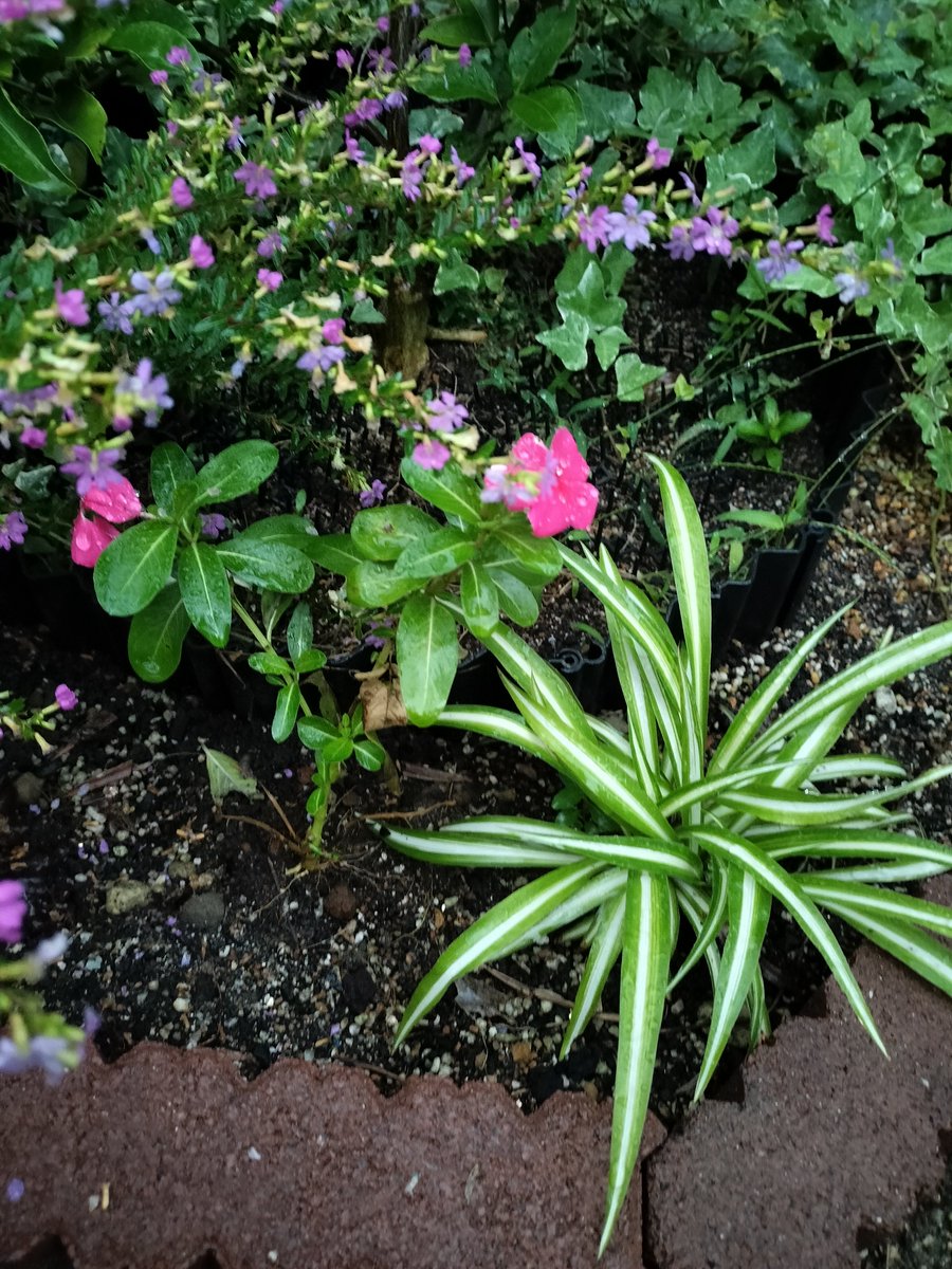 masamasa1's tweet photo. It’s cloudy in Takaishi . The hydrangeas are still blooming, even though it's technically past the season. The periwinkles keep producing new flowers, too. 😊 It looks like I’ll be able to harvest some okra after all. #HomeGarden #Hydrangea #Periwinkle #Okra https://t.co/H02LnEX73q