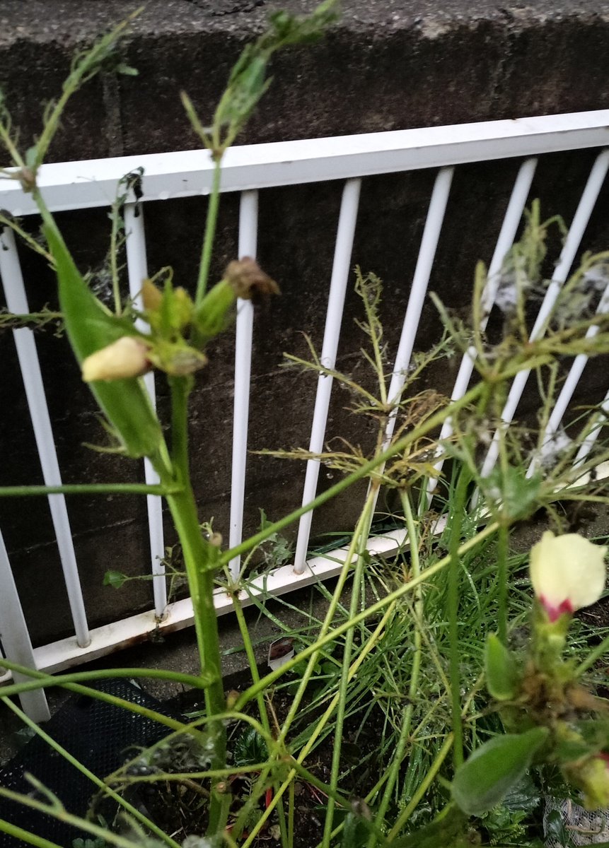 masamasa1's tweet photo. It’s cloudy in Takaishi . The hydrangeas are still blooming, even though it's technically past the season. The periwinkles keep producing new flowers, too. 😊 It looks like I’ll be able to harvest some okra after all. #HomeGarden #Hydrangea #Periwinkle #Okra https://t.co/H02LnEX73q