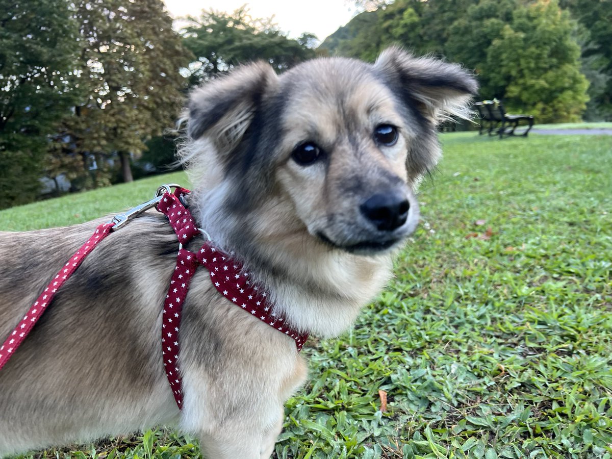 majorinko's tweet photo. 朝んぽ🐶 https://t.co/a40Ip8Op5T