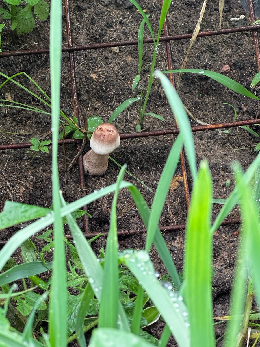 AnnaJonathvleo's tweet photo. [可菇籽墒醒] — 鲜采菌菇籽墒醒，这份自然本味的鲜活瞬间，藏在日常细碎里的治愈小确幸，每一口都是土地的馈赠。 https://t.co/6o1MKfc1Mx