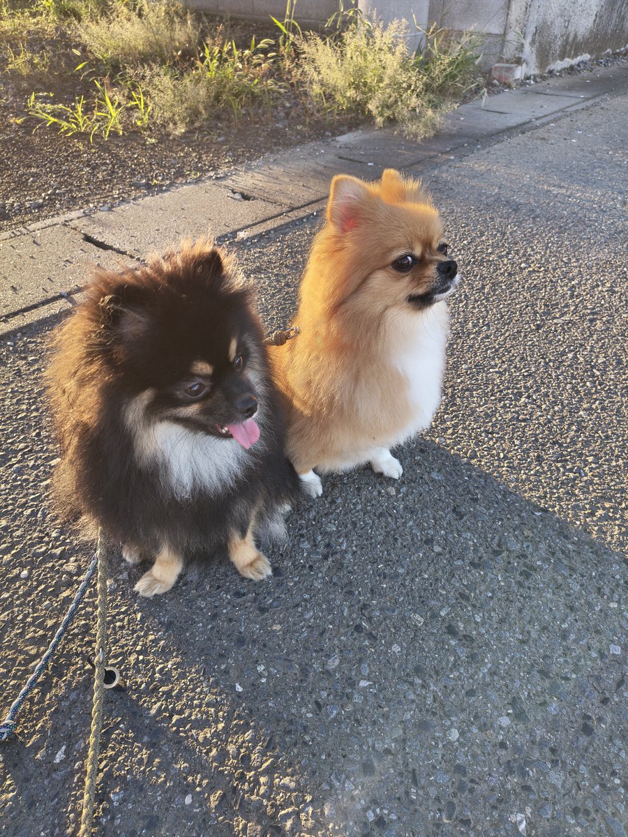mokarin0804's tweet photo. おはよー
今日の朝散歩

朝日を浴びるもかるる🐶🐶
いい天気☀️ https://t.co/gfdth8wZWH