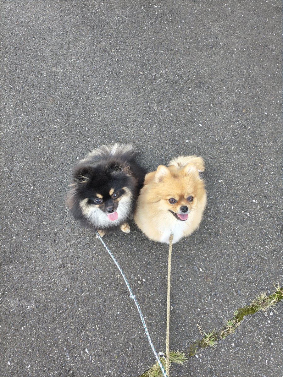 mokarin0804's tweet photo. おはよー
今日の朝散歩

朝日を浴びるもかるる🐶🐶
いい天気☀️ https://t.co/gfdth8wZWH