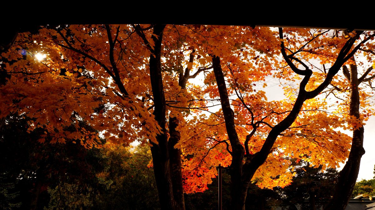 Elu_105's tweet photo. おはようございます☁☀️
もう近くでも葉の色も変わってきて今年は紅葉も早いかもな〜���🌰🍁🍂

↓去年の紅葉~📸🍁 https://t.co/uIiR5s2Arv
