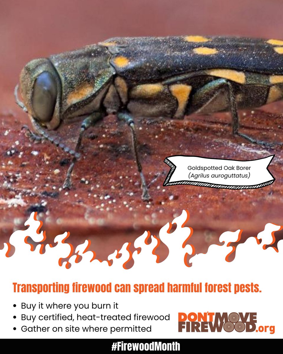 PlayCleanGo's tweet photo. 🪲 Meet the goldspotted oak borer—NAISMA's October #KnowYourInvasives species and an important reminder of why our firewood choices matter.

Goldspotted oak borer has killed hundreds of thousands of oak trees in Southern California, and movement of infested firewood can help this invasive beetle reach new areas.

During #FirewoodMonth, we can all help slow the spread of forest pests like goldspotted oak borer:

🪵 Buy firewood where you’ll burn it
🪵 Choose certified, heat-treated firewood
🪵 Gather firewood on site where permitted
Keeping firewood local is one simple way we can help protect oak trees, forests, and the places we love.
Learn more about goldspotted oak borer in this month’s Know Your Invasives blog at: https://t.co/ciUefSkRKV

#PlayCleanGo #DontMoveFirewood #ForestHealth #InvasiveSpecies
