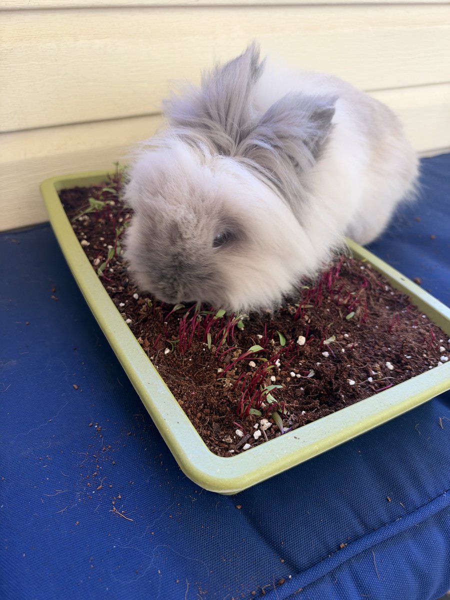 sampleswill's tweet photo. My daughter’s rabbit was left unsupervised in the same room as my microgreens. I have evidence from the crime scene. https://t.co/fdD0bS2aqL