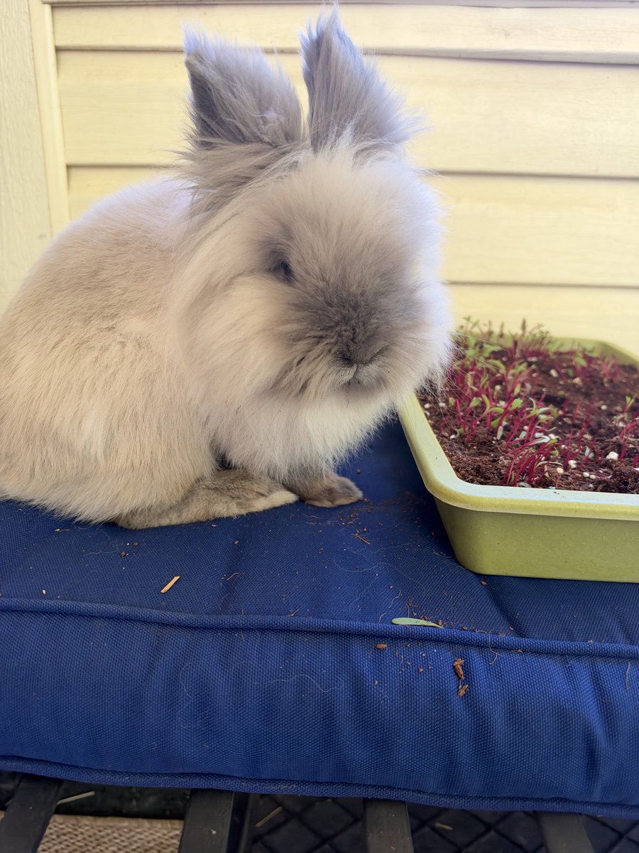 sampleswill's tweet photo. My daughter’s rabbit was left unsupervised in the same room as my microgreens. I have evidence from the crime scene. https://t.co/fdD0bS2aqL