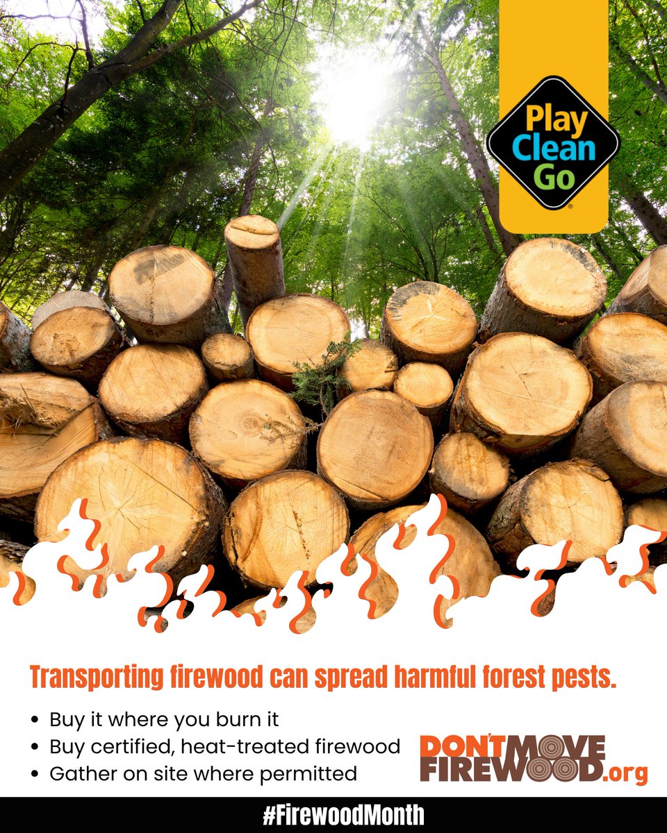 PlayCleanGo's tweet photo. 🌲 Your firewood choices matter.

Moving firewood can carry invasive insects and diseases to new places, putting forests and trees at risk.

This Firewood Month, we can all help slow their spread by making a few simple choices:

✅ Buy firewood where you’ll burn it
✅ Choose certified, heat-treated firewood
✅ Gather firewood on site where permitted

Keeping firewood local helps protect the forests and places we love. 🪵💚
#FirewoodMonth #PlayCleanGo #DontMoveFirewood #ForestHealth #InvasiveSpecies