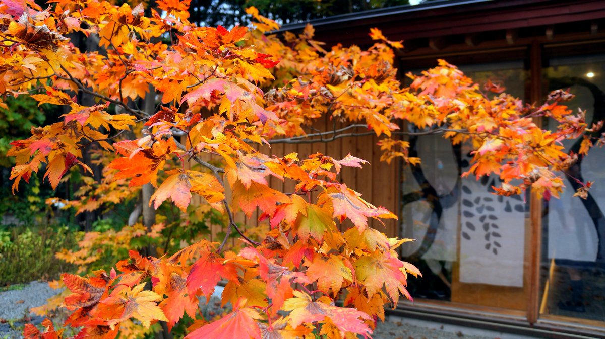 Elu_105's tweet photo. おはようございます☁☀️
もう近くでも葉の色も変わってきて今年は紅葉も早いかもな〜���🌰🍁🍂

↓去年の紅葉~📸🍁 https://t.co/uIiR5s2Arv