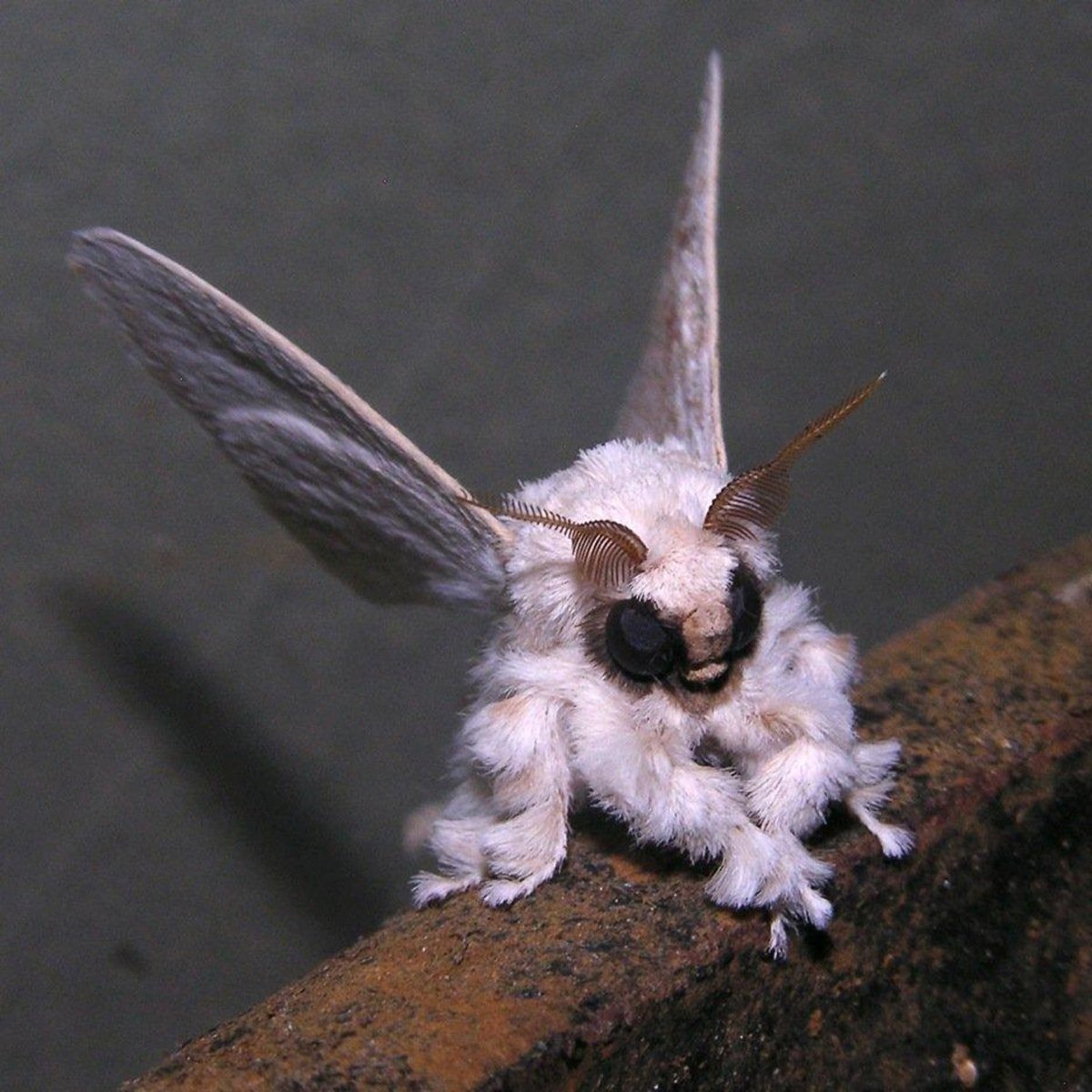 Mothsy_'s tweet photo. If someone posts an image and claims it's a Venezuelan poodle moth, it is either fake, or a photo of an actual species like the domestic silk (bombyx mori) or the white satin (leucoma salicis) unless it is this photo (which, again, has never been scientifically verified as real). https://t.co/Rsnv01B9xk