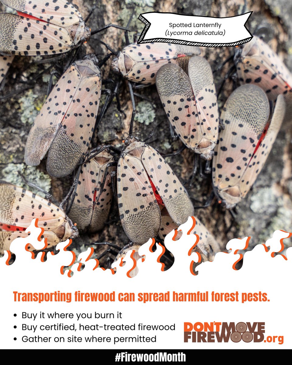 PlayCleanGo's tweet photo. 🔎 Spotted lanternfly can hitch a ride in a way that’s easy to overlook: as an egg mass.

Females lay egg masses on trees and many other hard surfaces—including firewood. Moving infested materials can give this invasive pest a ride to a new location.

During #FirewoodMonth, help stop unwanted hitchhikers before they travel:

🪵 Buy firewood where you’ll burn it
🪵 Choose certified, heat-treated firewood
🪵 Gather firewood on site where permitted

And keep an eye out for spotted lanternfly and its egg masses on firewood and other outdoor items. Knowing what to look for is another way we can help slow the spread of invasive species.
#PlayCleanGo #DontMoveFirewood #SpottedLanternfly #InvasiveSpecies #ForestHealth