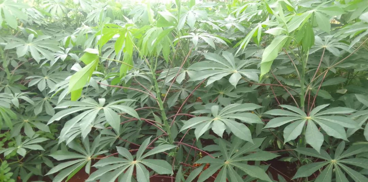 damarysmp94's tweet photo. La base de cualquier cultivo está en una semilla de calidad.
El estado actual de estos bancos de semillas de yuca de la UBPC Coronel del cultivar CMC-40
#AgropecuariosMatanceros
#SemillasYRecursosFitogenéticos
#Yuca #Agricultura #Semilla #Cutivo
@CarlosLuisNara4
@Matanzas_Minag https://t.co/1oJAFXEkBY