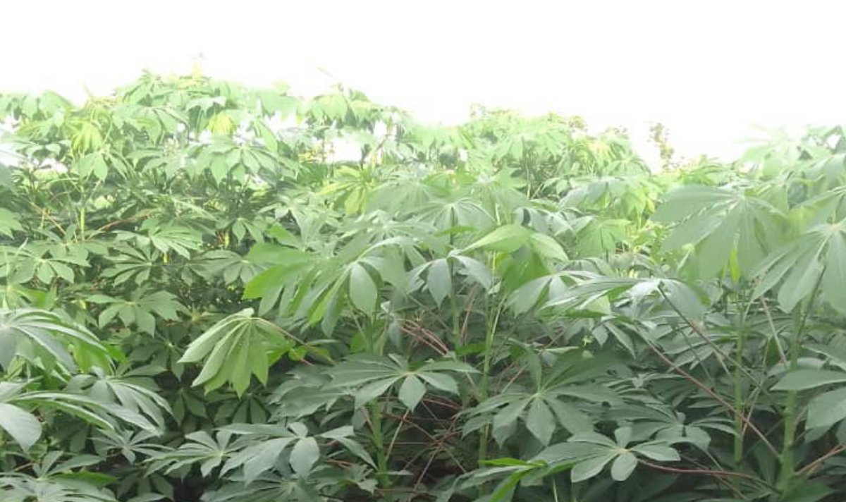 damarysmp94's tweet photo. La base de cualquier cultivo está en una semilla de calidad.
El estado actual de estos bancos de semillas de yuca de la UBPC Coronel del cultivar CMC-40
#AgropecuariosMatanceros
#SemillasYRecursosFitogenéticos
#Yuca #Agricultura #Semilla #Cutivo
@CarlosLuisNara4
@Matanzas_Minag https://t.co/1oJAFXEkBY