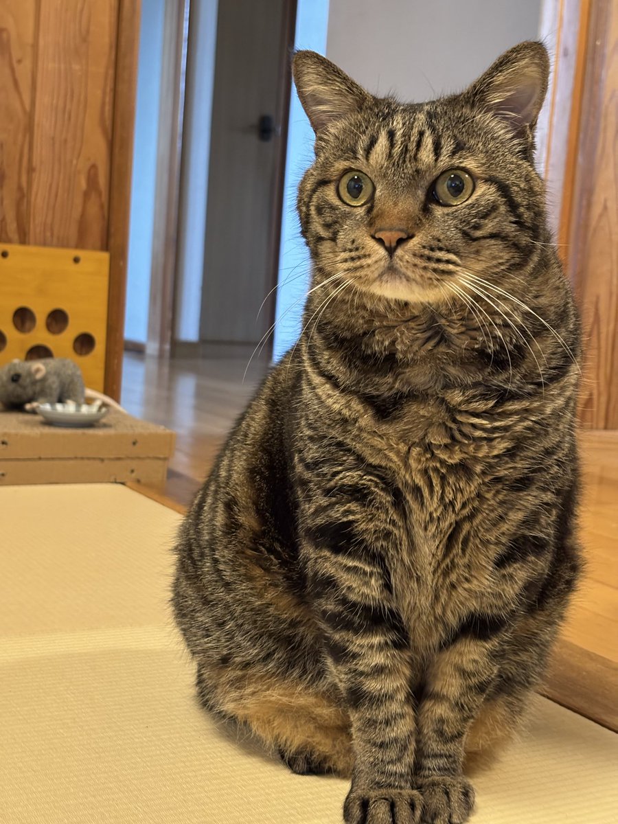 TH82624015's tweet photo. おはようございます♪
行ってきます。
テレビのお猿さんを観てます。 https://t.co/bS8SLY7trN