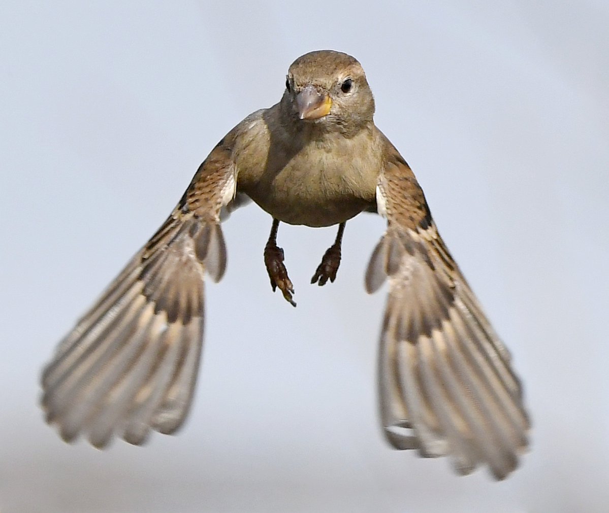 CarlBovisNature's tweet photo. Female House Sparrow with wings down! 😀😍🐦 https://t.co/8p1wTC3J9t