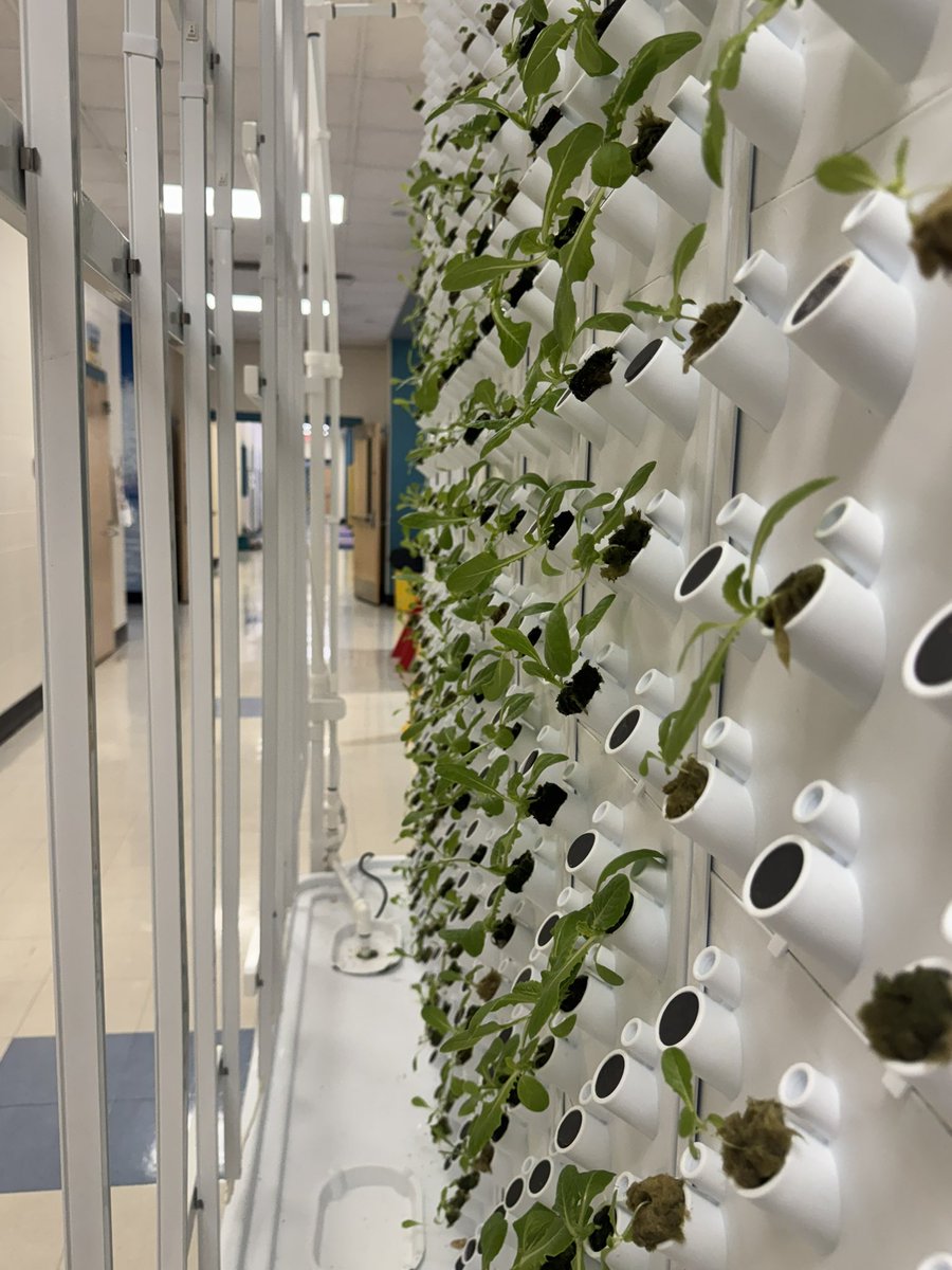 GlennGRobbins's tweet photo. Our “greenway” is starting to grow! #lettuce #greenspace https://t.co/St0h0HxgFk