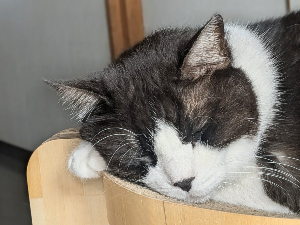 umiZme's tweet photo. おはちわれ〜！
今日も眠り猫🐱
もしかしたらこの時間は寝る生活習慣になったの？ https://t.co/mszGPsZwLo