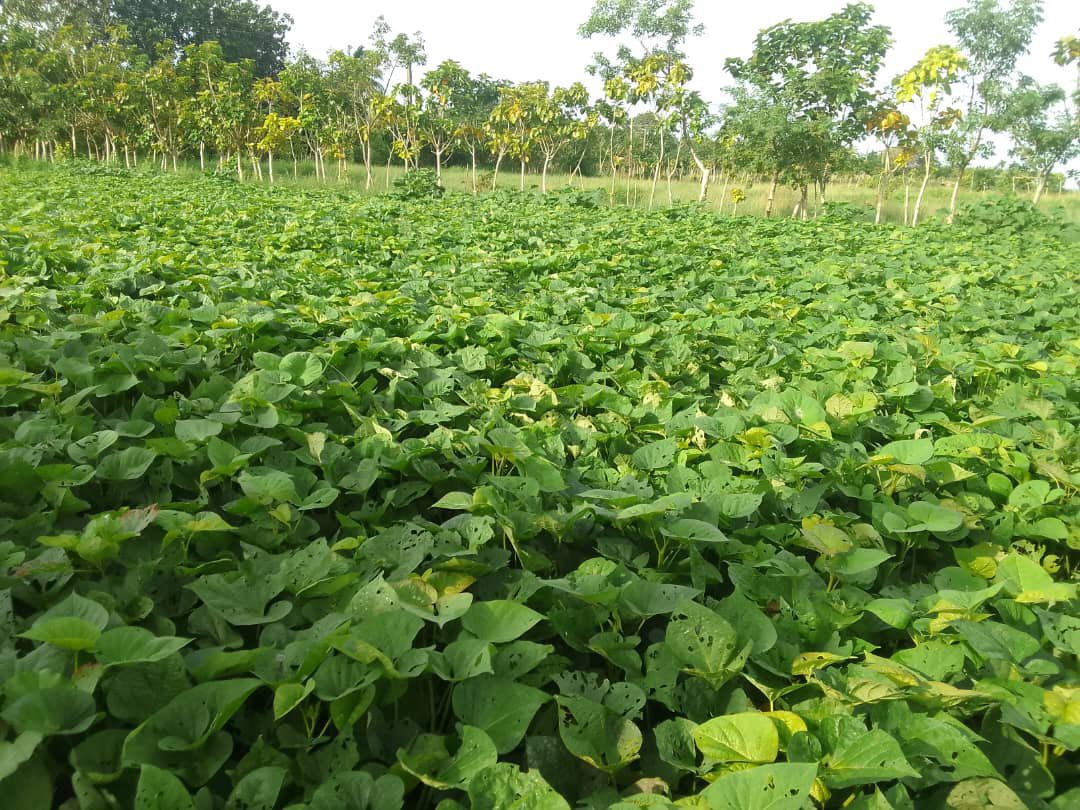 damarysmp94's tweet photo. La tierra bien cuidada da sus frutos.
Banco de semillas de boniato del cultivar INIVIT-B-2005 de la UBPC Coronel.
#Boniato #Semillas #Cultivo #AgropecuariosMatanceros 
@CarlosLuisNara4 
@Matanzas_Minag https://t.co/DegX1cd4Nj