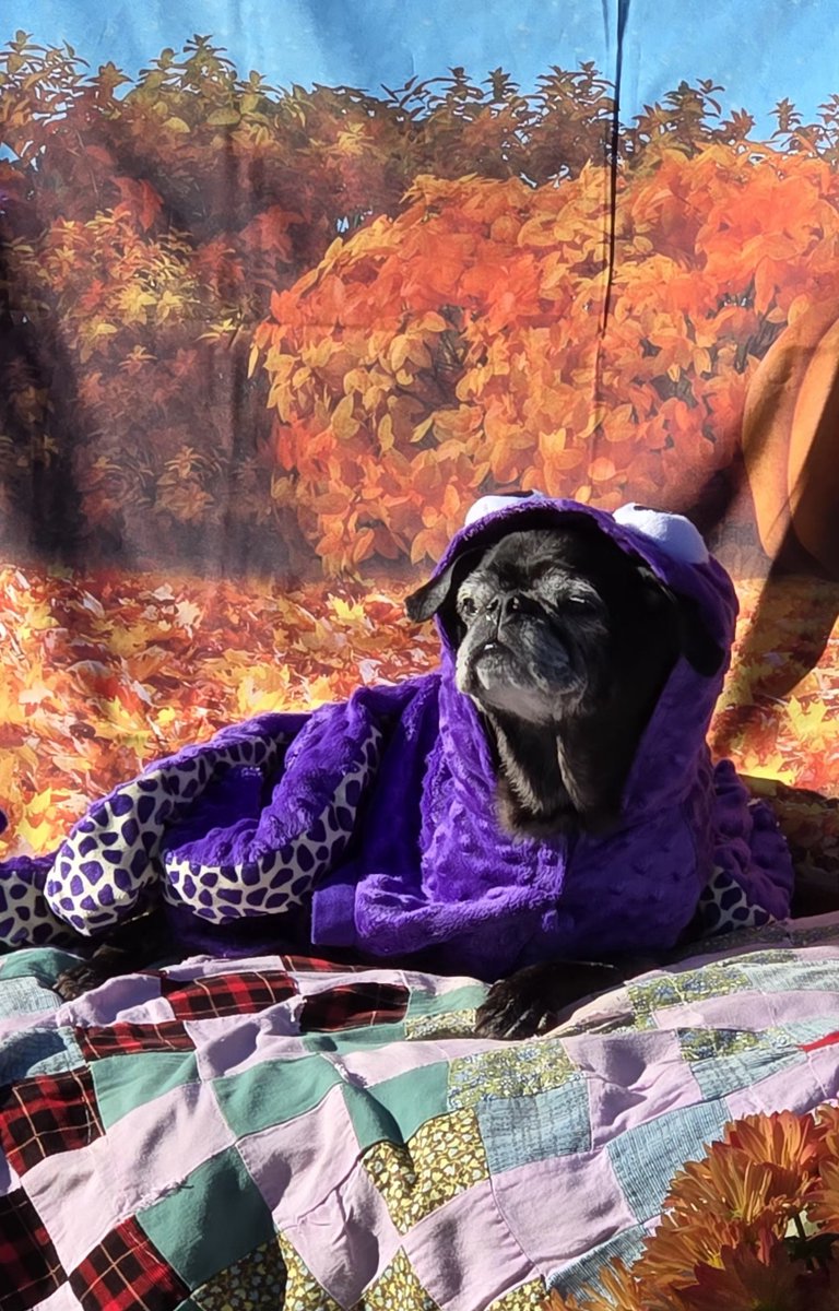 MisterPemberto1's tweet photo. Have a great week ahead friends 🧡 #puglife #pugs #pugsoftwitter #dogsoftwitter #dogsofx #tripawd #seniordogs #seniorpugs #mainedogs https://t.co/6nEiff5Sjr