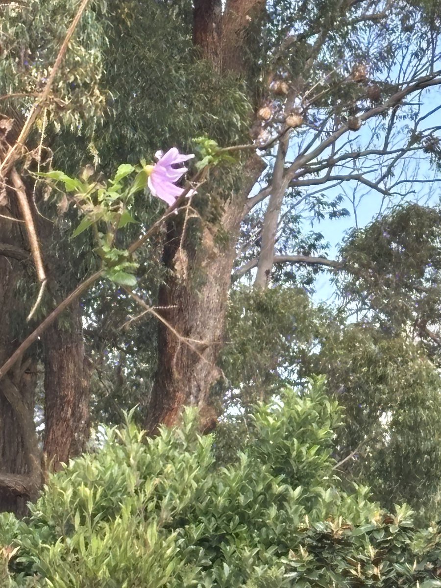 flowercvegrq's tweet photo. I’m not the flower I think I am at all https://t.co/7O35gJsrcG